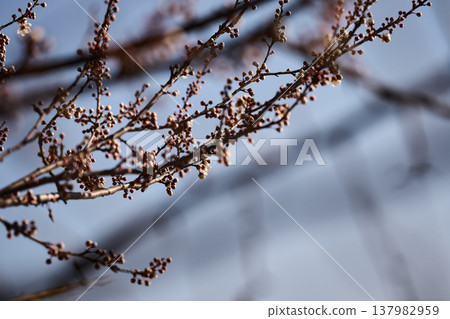 Close-up of fruit tree branches with emerging blossoms, soft bokeh background, spring growth 137982959