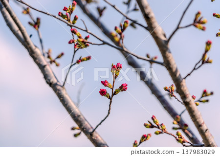 Cherry buds 137983029