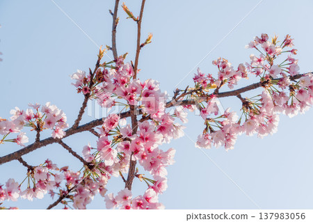 Cherry blossoms in full bloom shining in the blue sky Cherry blossoms in full bloom shining in the blue sky 137983056