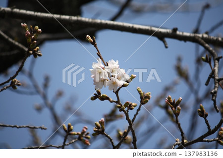 Plum blossoms starting to bloom Plum blossoms starting to bloom 137983136