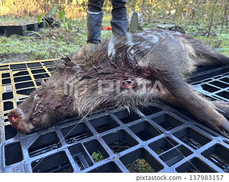 Finishing off a wild boar Finishing off a wild boar 137983157