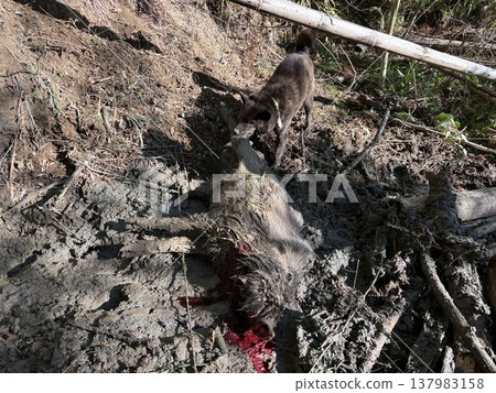 Wild boars and hunting dogs 137983158