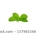 Fresh spearmint leaves (Mint, peppermint) 137983166