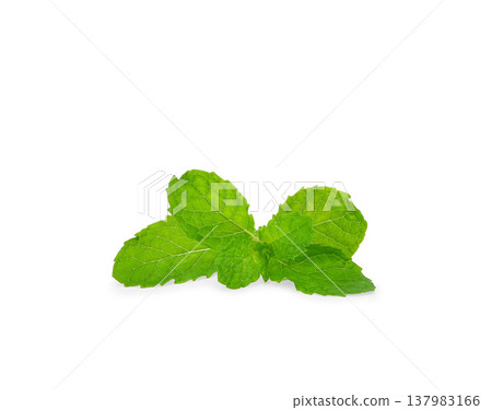 Fresh spearmint leaves (Mint, peppermint) 137983166
