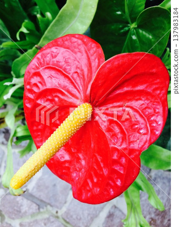 異國風情的紅掌花擁有鮮豔的紅色和黃色交相輝映的美麗色彩。 異國風情的紅掌花擁有鮮豔的紅色和黃色交相輝映的美麗色彩。 137983184