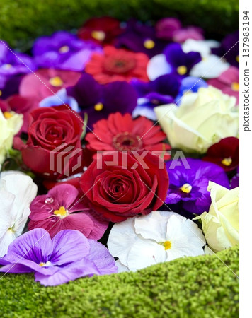 Flower arrangement in the water basin in March (roses, pansies, and Vanda orchids) <Sugao Shrine/Okazaki City, Aichi Prefecture> Flower arrangement in the water basin in March (roses, pansies, and Vanda orchids) <Sugao Shrine/Okazaki City, Aichi Prefecture> 137983194