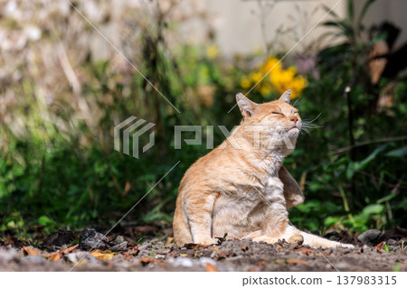 Stray cat basking in the sun in Toyako Town, Hokkaido [September] 137983315