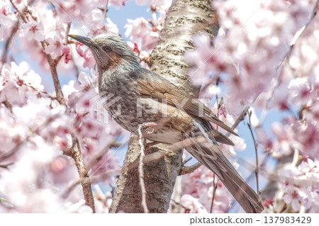 A bulbul standing amidst the fully bloomed cherry blossoms. 137983429