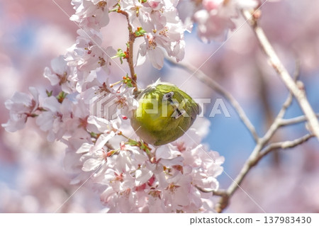 A close-up of a Japanese white-eye perched on a branch of a fully bloomed cherry tree, facing forward. 137983430