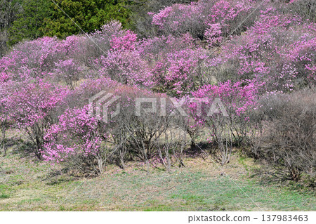 A cluster of fully bloomed Rhododendron pentaphyllum at the foot of Mt. Akagi, Maebashi City, Gunma Prefecture A cluster of fully bloomed Rhododendron pentaphyllum at the foot of Mt. Akagi, Maebashi City, Gunma Prefecture 137983463