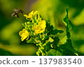 蜜蜂蜂蜜吮吸油菜花的蜂蜜 137983540