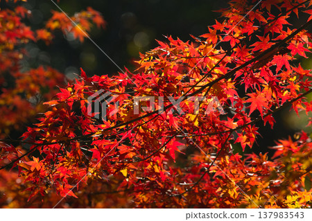 鮮紅的秋葉 137983543