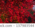 鮮紅的秋葉 137983544