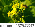 蜜蜂收穫油菜花 137983547