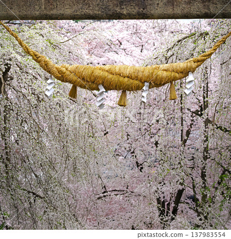 Weeping cherry tree and Shimenawa (sacred rope) 137983554