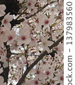 Cherry Blossoms	 137983560