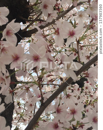Cherry Blossoms	 137983560