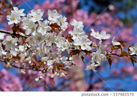 群馬縣前橋市赤城山腳下的赤谷鹽山，櫻花盛開。 137983570