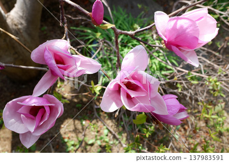 千葉縣柏市春分時節盛開的紫白蓮花。 137983591