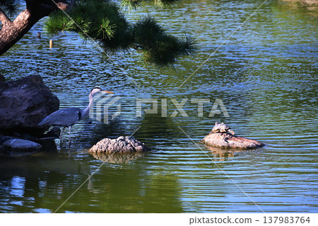 Gray heron Gray heron 137983764