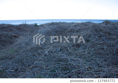 海灘上枯萎的草 137983772