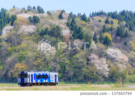 一列尤里高原鐵道的柴油動車組列車駛過一個沒有欄桿的小型平交道口，背景是盛開的櫻花。 137983794