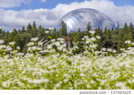Fukui Prefectural Dinosaur Museum and a buckwheat field in full bloom: A unique autumn scene in Fukui Prefecture. 137983820
