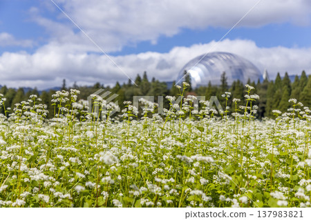 福井縣立恐龍博物館和盛開的蕎麥田：福井縣獨特的秋景。 137983821