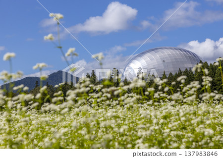 Fukui Prefectural Dinosaur Museum and a buckwheat field in full bloom: A unique autumn scene in Fukui Prefecture. 137983846