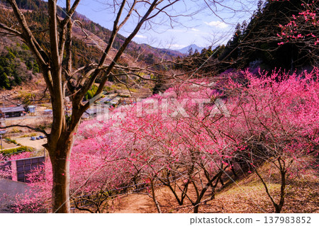 Red plum that announces the arrival of spring Red plum that announces the arrival of spring 137983852