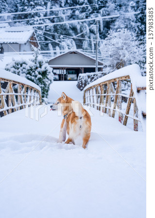 Shiba Inu playing in the snow; Shiba Inu against a snowy background; Shiba Inu against a white background; Cute Shiba Inu; Shiba Inu Akane Shiba Inu playing in the snow; Shiba Inu against a snowy background; Shiba Inu against a white background; Cute Shiba Inu; Shiba Inu Akane 137983885