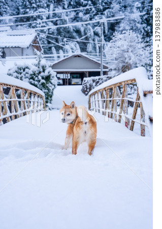 Shiba Inu playing in the snow; Shiba Inu against a snowy background; Shiba Inu against a white background; Cute Shiba Inu; Shiba Inu Akane Shiba Inu playing in the snow; Shiba Inu against a snowy background; Shiba Inu against a white background; Cute Shiba Inu; Shiba Inu Akane 137983886