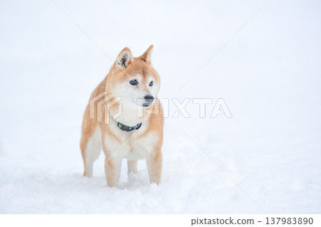 Shiba Inu playing in the snow; Shiba Inu against a snowy background; Shiba Inu against a white background; Cute Shiba Inu; Shiba Inu Akane Shiba Inu playing in the snow; Shiba Inu against a snowy background; Shiba Inu against a white background; Cute Shiba Inu; Shiba Inu Akane 137983890