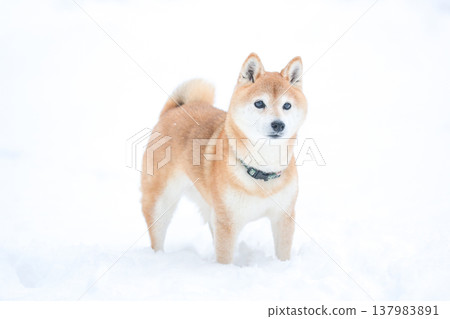 Shiba Inu playing in the snow; Shiba Inu against a snowy background; Shiba Inu against a white background; Cute Shiba Inu; Shiba Inu Akane Shiba Inu playing in the snow; Shiba Inu against a snowy background; Shiba Inu against a white background; Cute Shiba Inu; Shiba Inu Akane 137983891