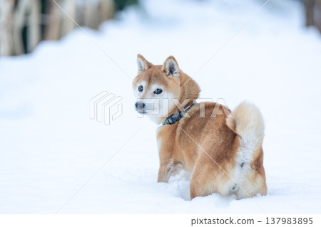 柴犬在雪地裡玩耍;雪景背景下的柴犬;白色背景下的柴犬;可愛的柴犬;柴犬茜 柴犬在雪地裡玩耍;雪景背景下的柴犬;白色背景下的柴犬;可愛的柴犬;柴犬茜 137983895