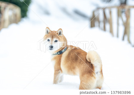 Shiba Inu playing in the snow; Shiba Inu against a snowy background; Shiba Inu against a white background; Cute Shiba Inu; Shiba Inu Akane Shiba Inu playing in the snow; Shiba Inu against a snowy background; Shiba Inu against a white background; Cute Shiba Inu; Shiba Inu Akane 137983896
