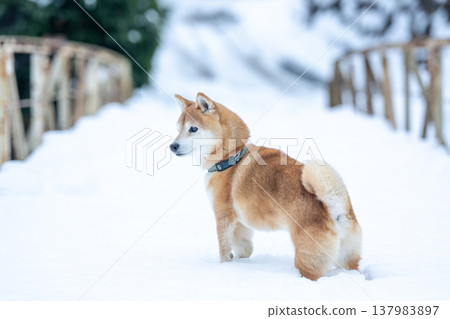 柴犬在雪地裡玩耍；雪景背景下的柴犬；白色背景下的柴犬；可愛的柴犬；柴犬茜 137983897