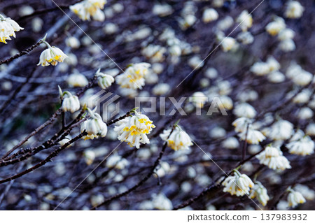 Mitumata flowers 137983932