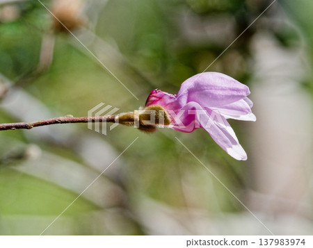 日本特有的木蘭科植物開花 日本特有的木蘭科植物開花 137983974