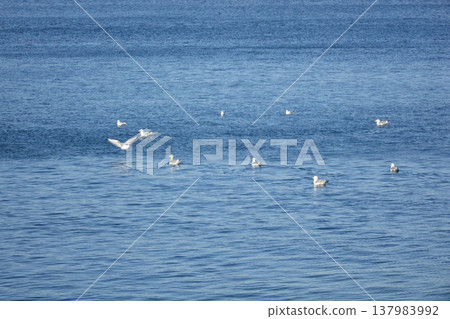 海鷗從橫須賀港海面起飛 海鷗從橫須賀港海面起飛 137983992