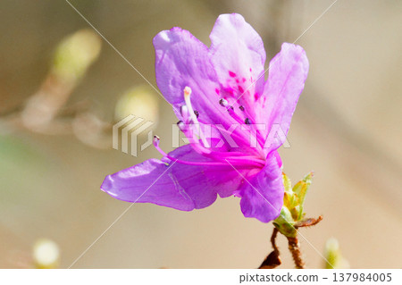 為春天增添色彩的花朵:杜鵑花科小葉杜鵑花 為春天增添色彩的花朵:杜鵑花科小葉杜鵑花 137984005