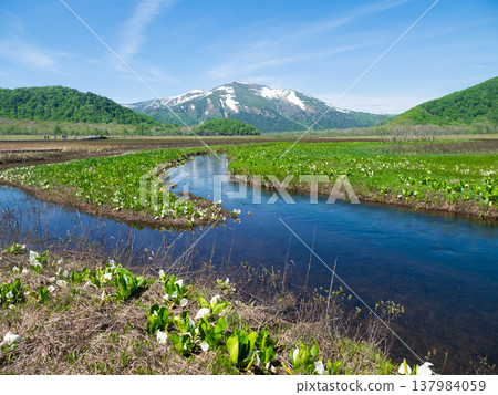 志布津山、濕地和臭菘。 志布津山、濕地和臭菘。 137984059