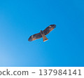 鳶（Milvus migrans） 137984141