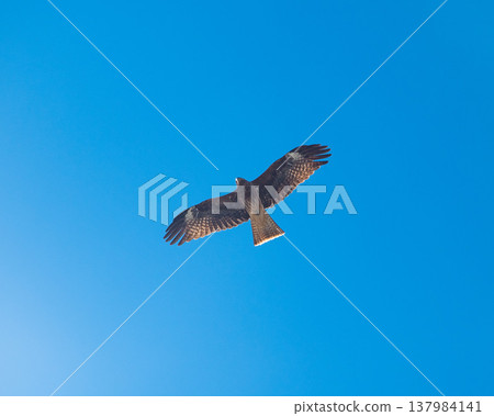Kites (Milvus migrans) Kites (Milvus migrans) 137984141