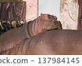 A relaxing hippo 137984145