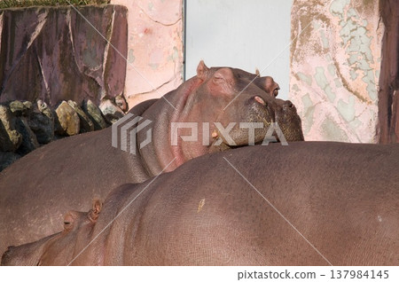 A relaxing hippo 137984145