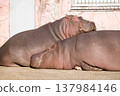 A relaxing hippo 137984146