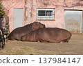 A nap of a hippopotamus 137984147