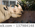 Rhinoceros head 137984148