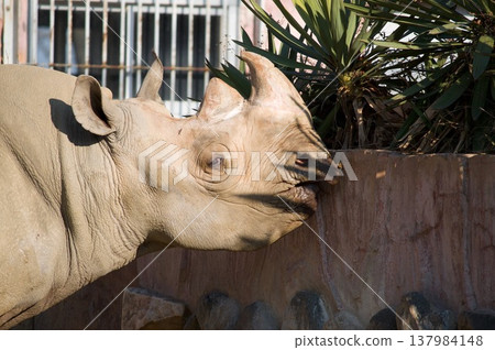 Rhinoceros head 137984148